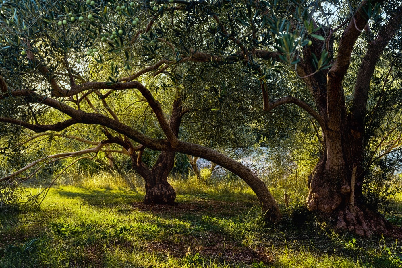 Ancient olive trees with sculptural trunks in a sunlit grove.