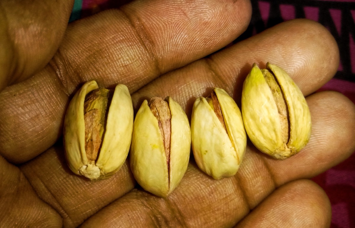 The pistachio road