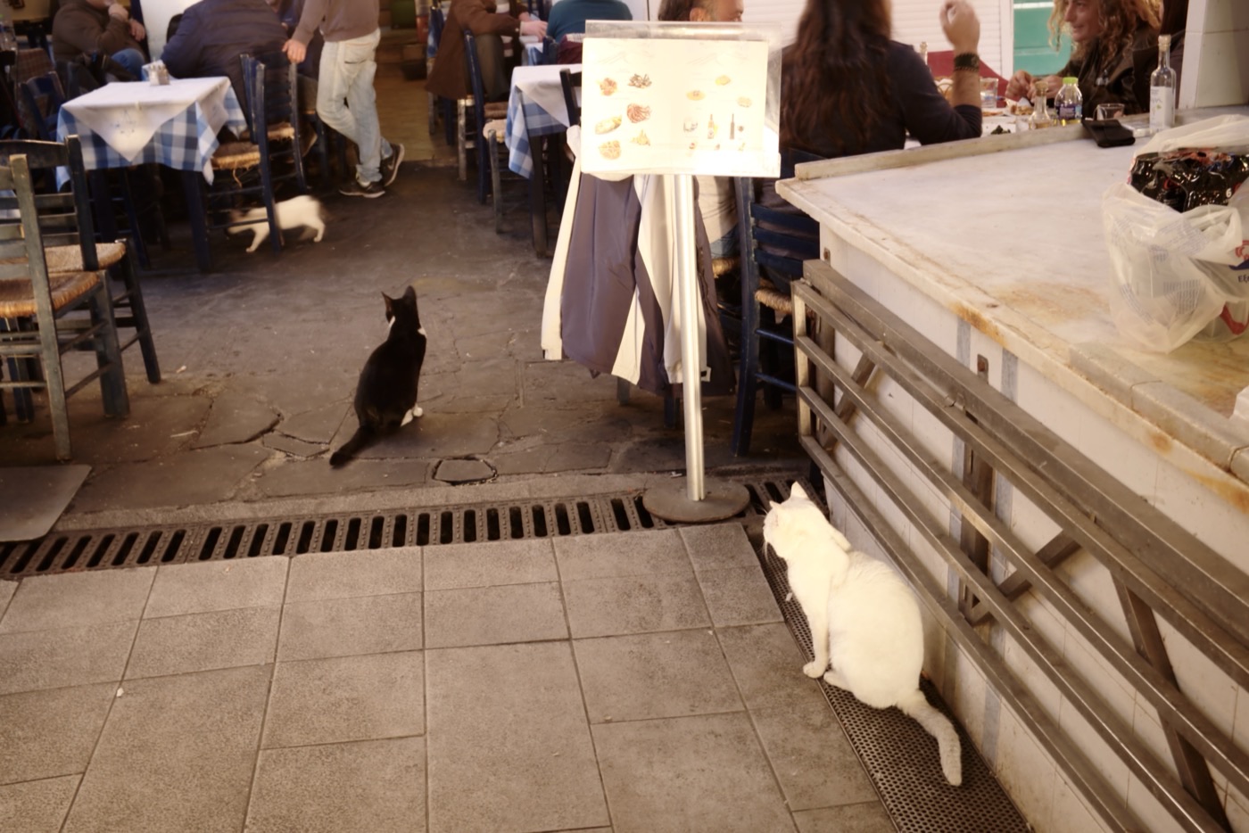 Cats in the window at Fistiki